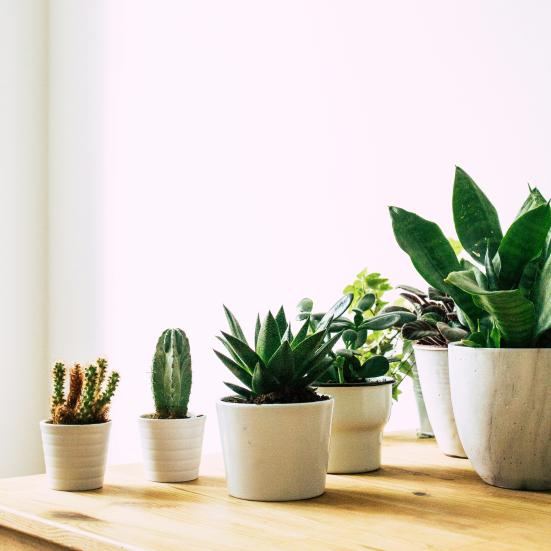 Stueplanter