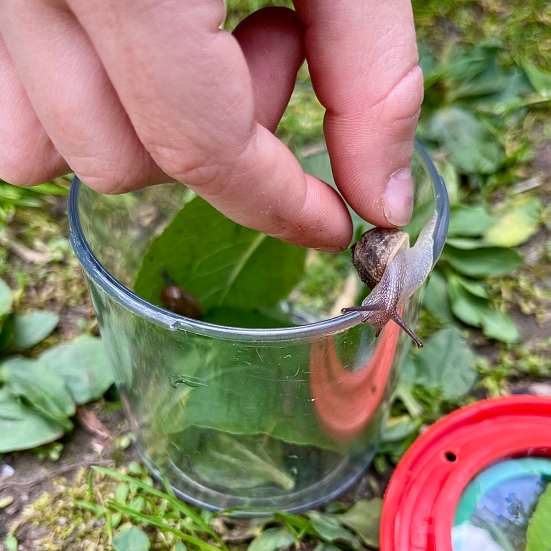 insektglas og snegl og en barnehånd
