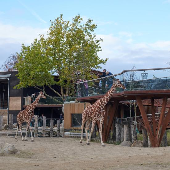 Giraffer i Zoo