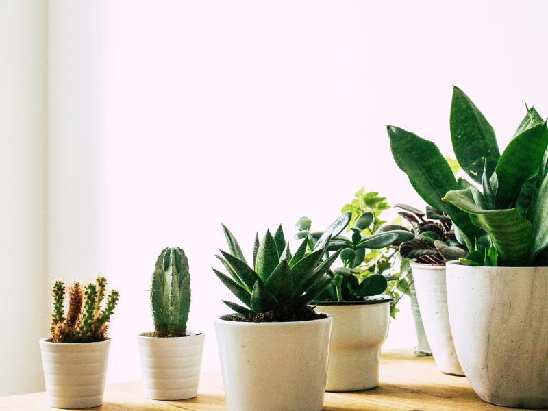 Stueplanter