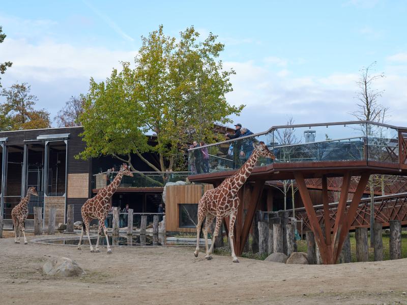 Giraffer i Zoo